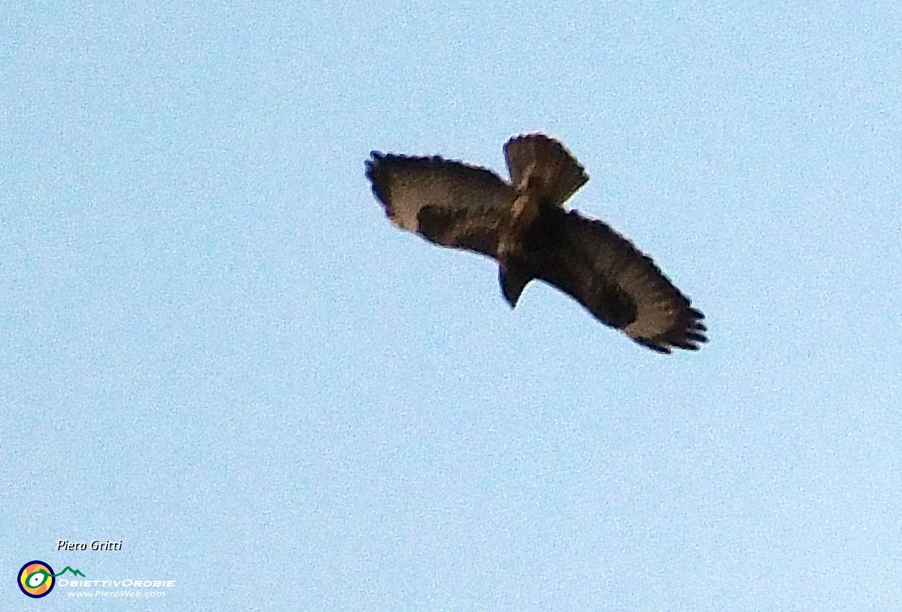 81 Rapace volteggia in alto....JPG